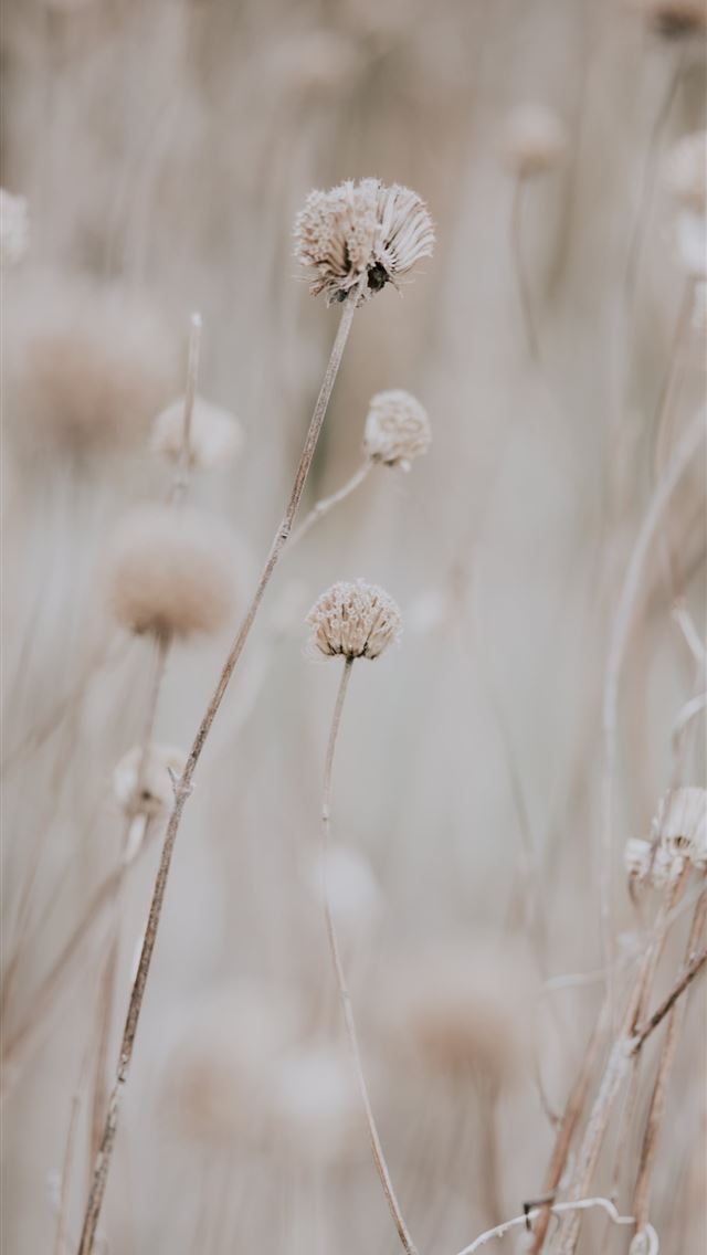 1284x2778 closeup photo of dandelion -  iphone 13 Wallpaper