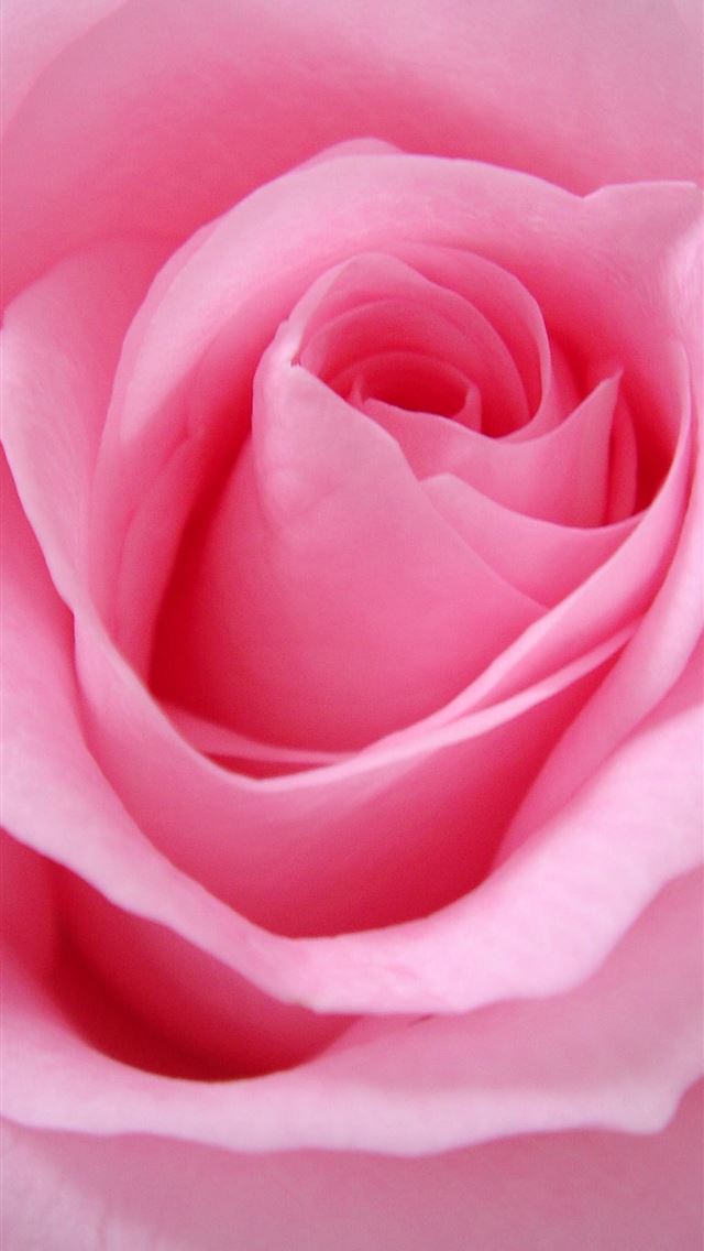 1125x2436 close up photo of pink rose - france iPhone Wallpaper