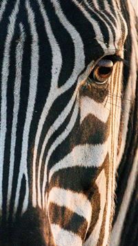 zebra wallpaper