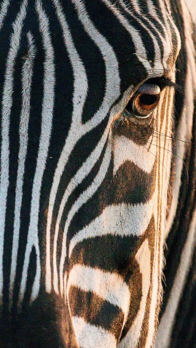 1284x2778 zebra - eye iPhone Wallpaper