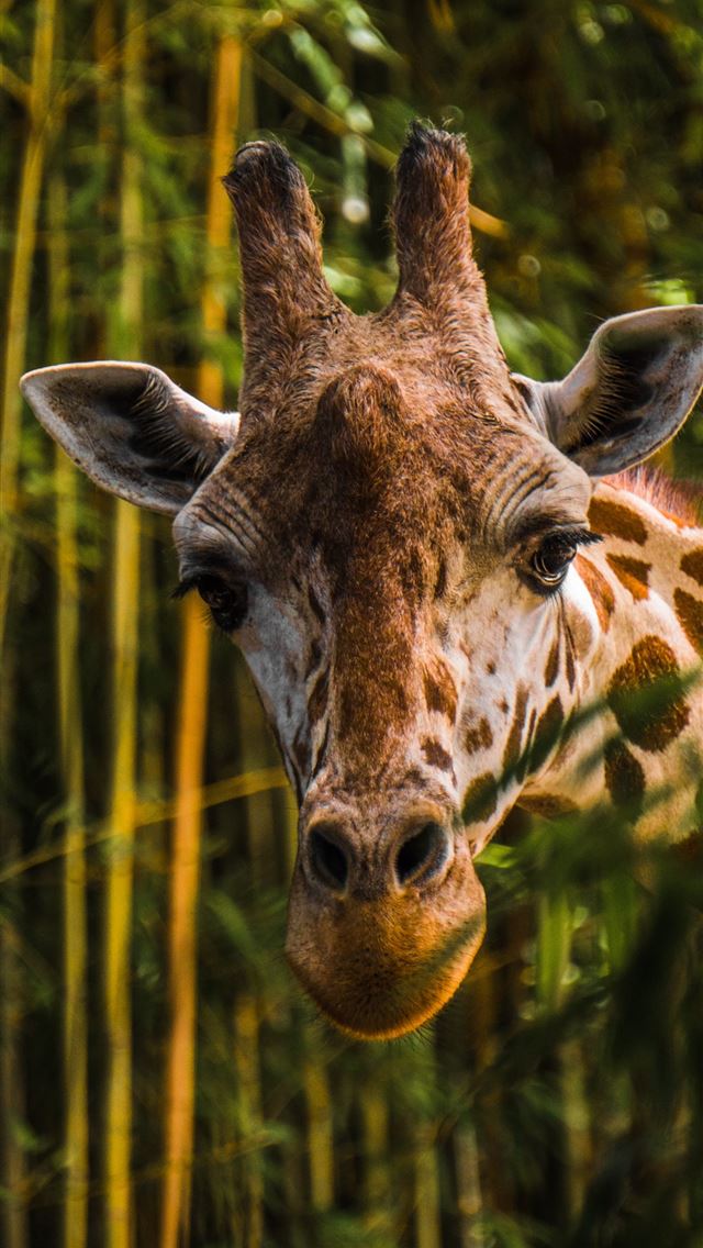 1284x2778 brown giraffe near tree - beautiful iPhone Wallpaper