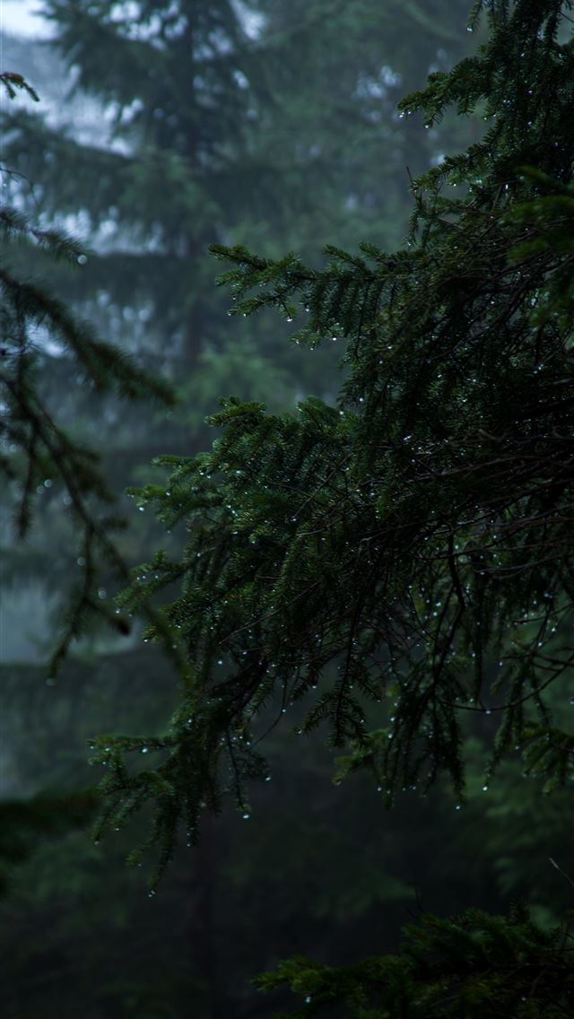 1284x2778 shallow focus of pine trees -  iphone 13 Wallpaper