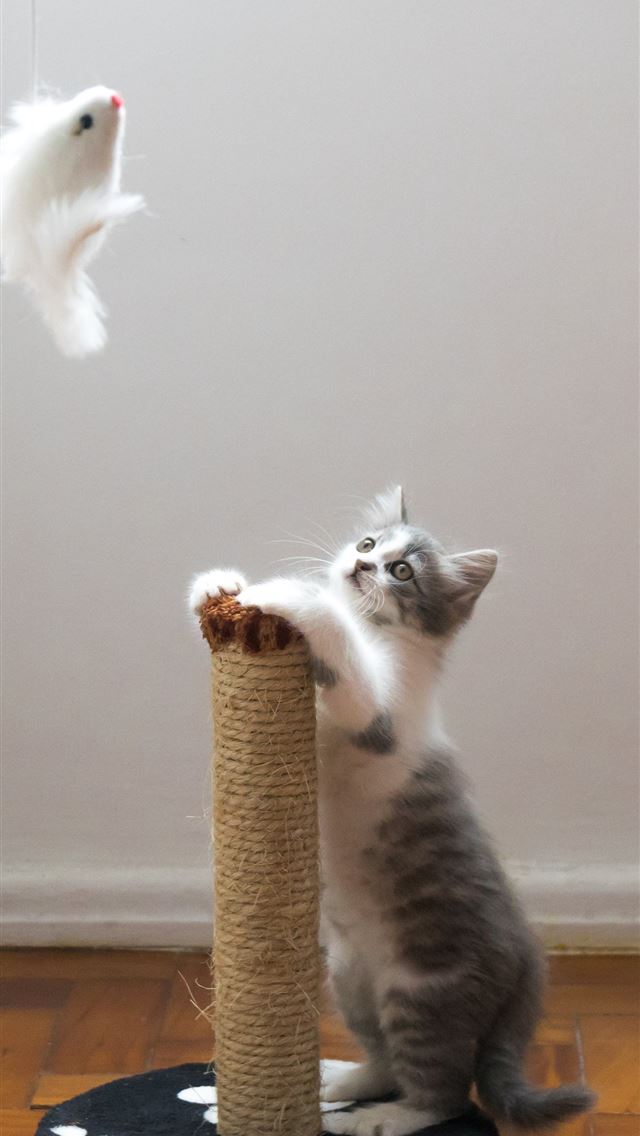 1284x2778 gray cat leaning on scratch post and looking on ha... - toys iPhone Wallpaper