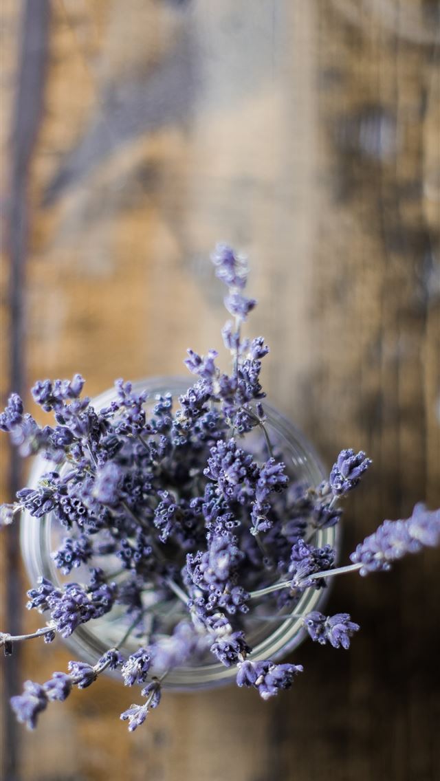 1284x2778 selective focus photography of blue petaled flower... - minimalist iPhone Wallpaper