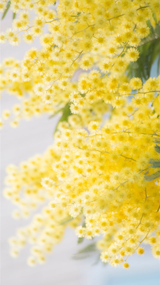 1284x2778 selective focus photograph of yellow flower - yellow iPhone Wallpaper