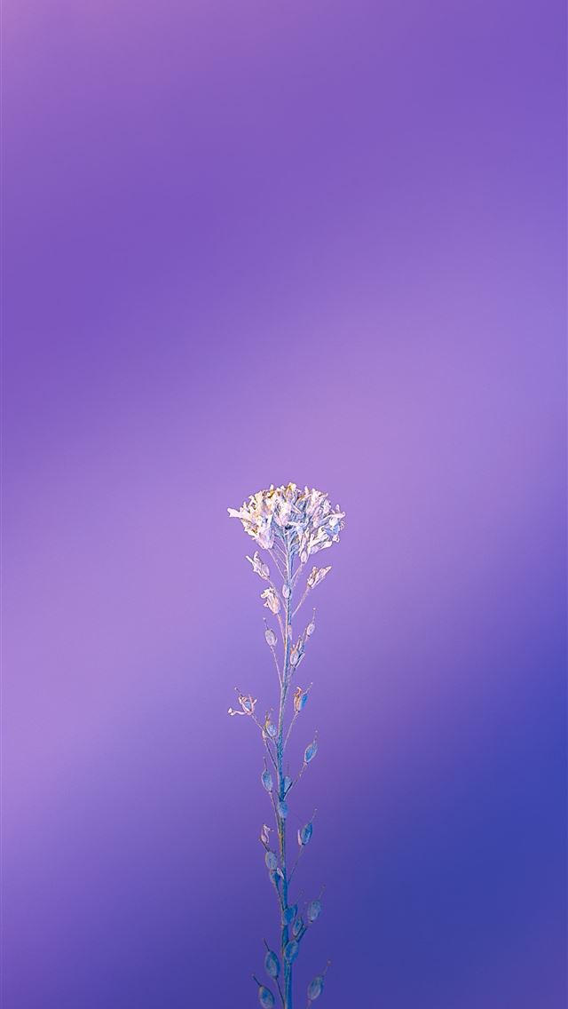 1284x2778 green plant in tilt shift lens - poland iPhone Wallpaper