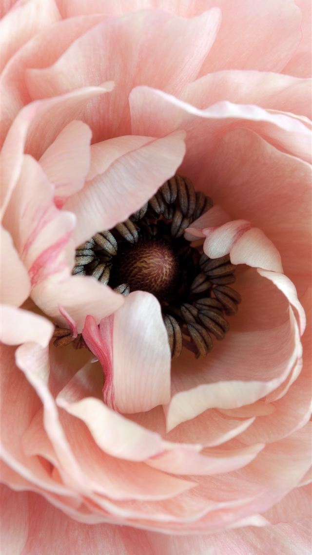 1284x2778 pink petaled flower -  iphone 13 Wallpaper