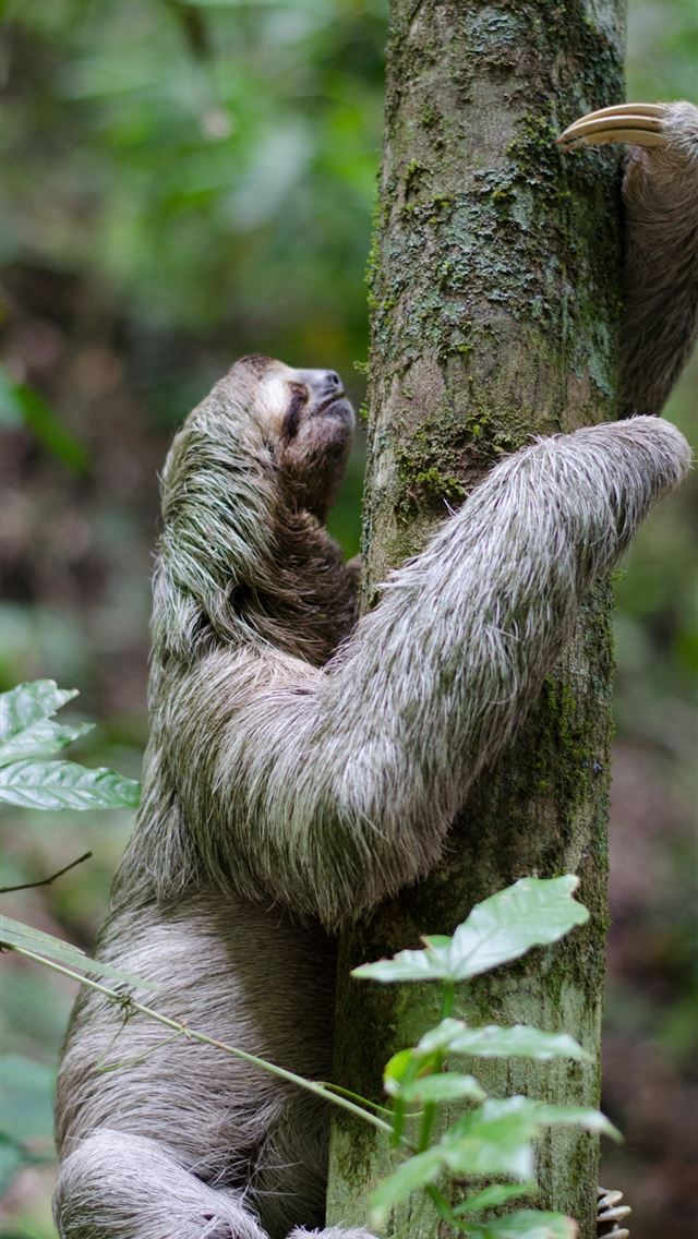 1284x2778 primate climbing tree - animals iPhone Wallpaper