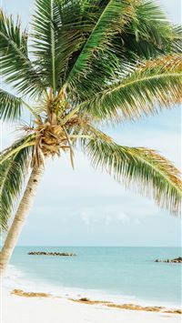green leafed coconut tree near sea wallpaper