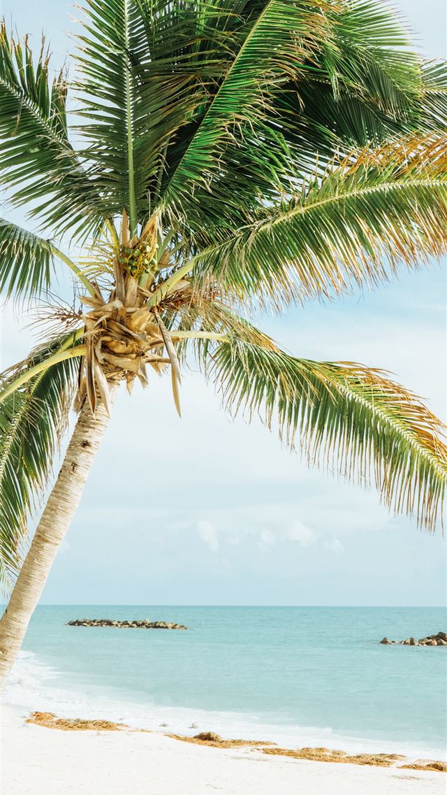 1284x2778 green leafed coconut tree near sea - florida iPhone Wallpaper