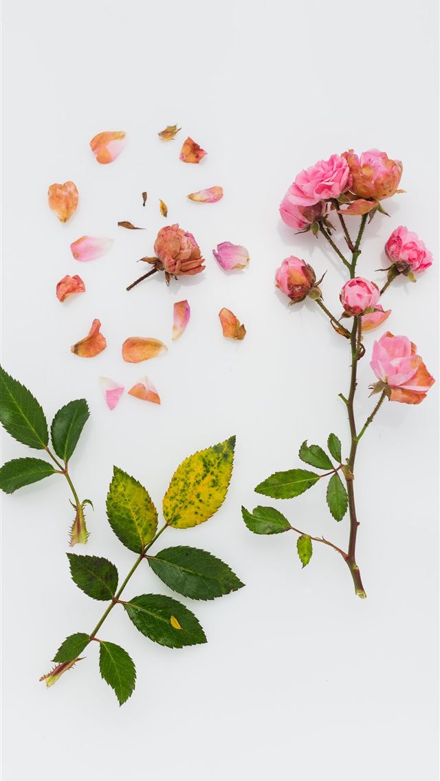 1284x2778 pink petaled flowers on white surface - rose iPhone Wallpaper