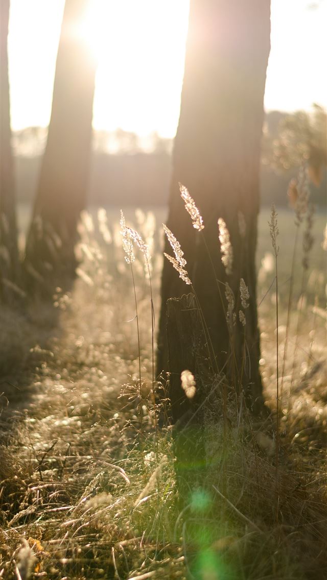 1284x2778 white plant overlooking sun during daytime - grass iPhone Wallpaper