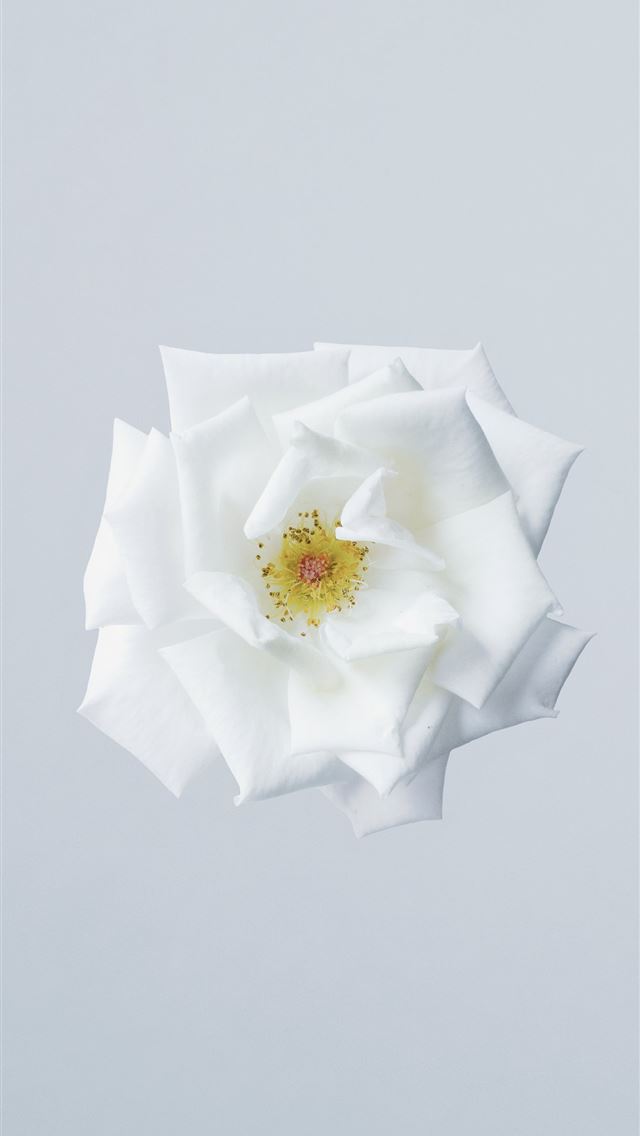 1284x2778 white flower - yellow iPhone Wallpaper