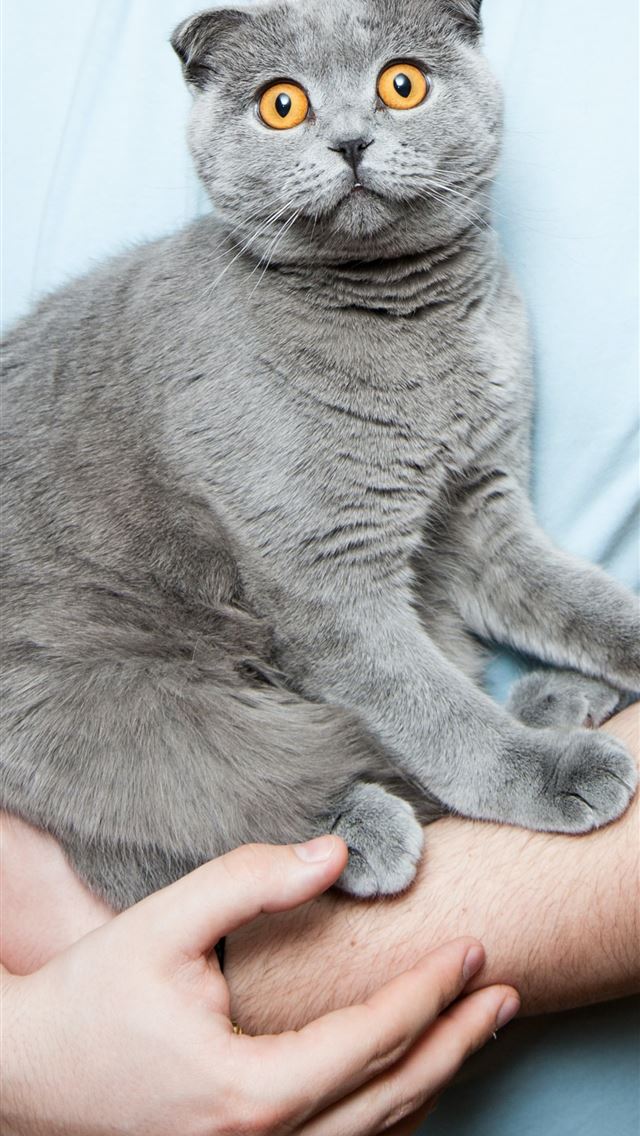 1284x2778 gray cat - ukraine iPhone Wallpaper