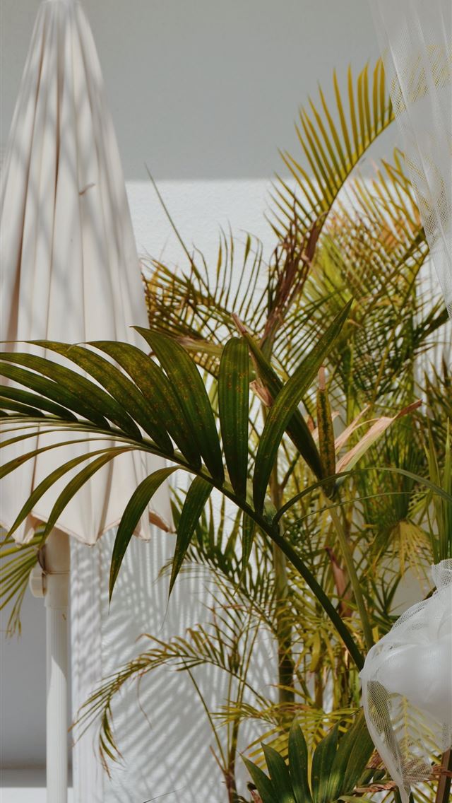 1284x2778 majesty palm plant on brown pot - spain iPhone Wallpaper