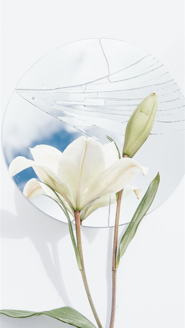 1284x2778 white petaled flower -  iphone 13 Wallpaper