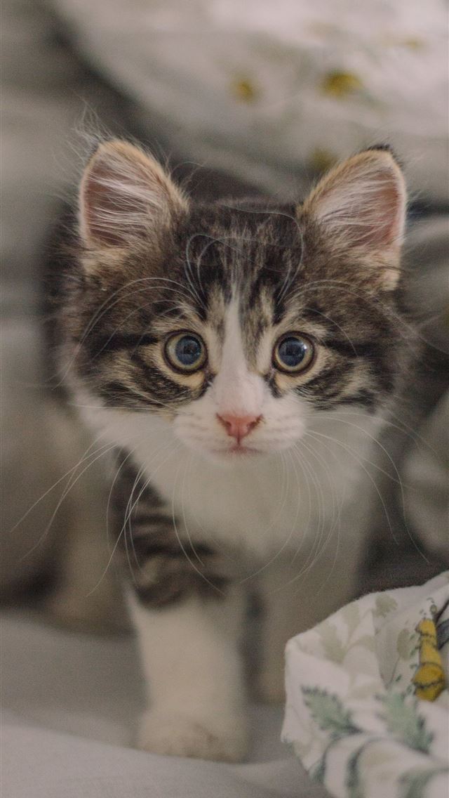 1284x2778 white and gray kitten on bed - cat iPhone Wallpaper