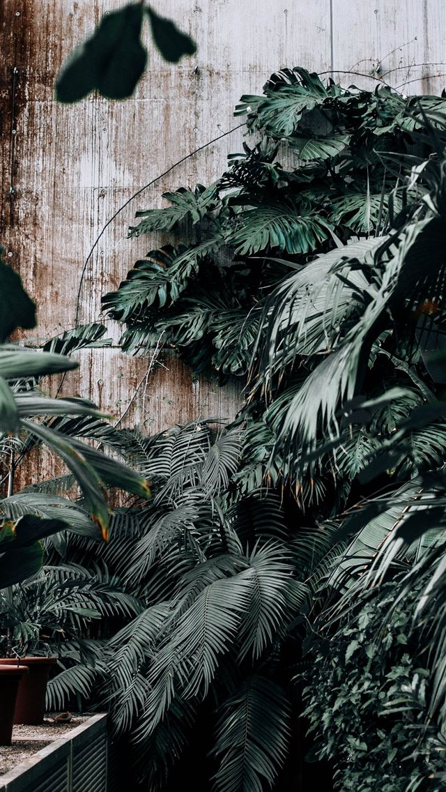 1284x2778 several plants inside green house - grunge iPhone Wallpaper