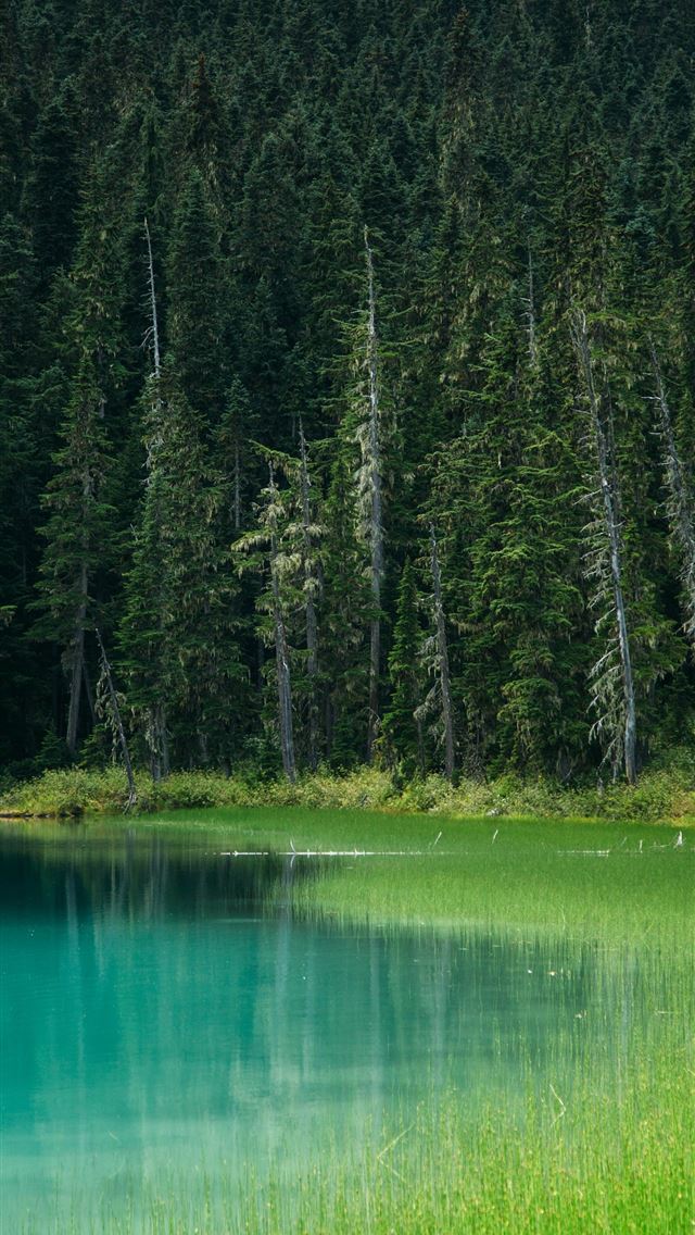640x1136 forest and body of water -  iPhone Wallpaper