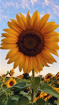 sunflower field under blue sky during daytime wallpaper