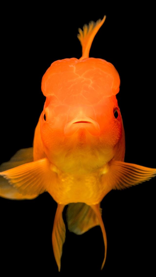 1284x2778 gold fish - neon iPhone Wallpaper