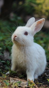 white rabbit on green grass wallpaper