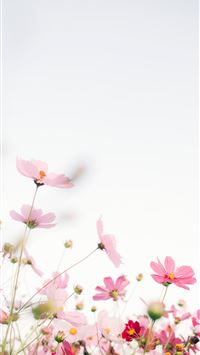 Best Flowers iPhone HD Wallpapers - iLikeWallpaper