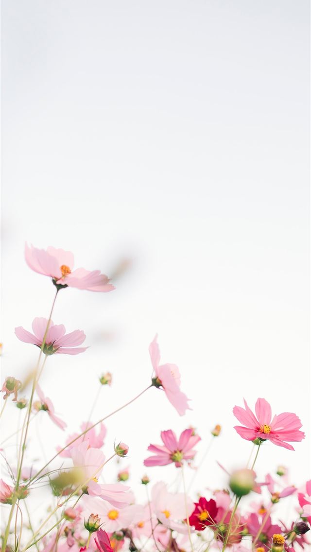 1284x2778 pink flowers with white background -  iphone 13 Wallpaper