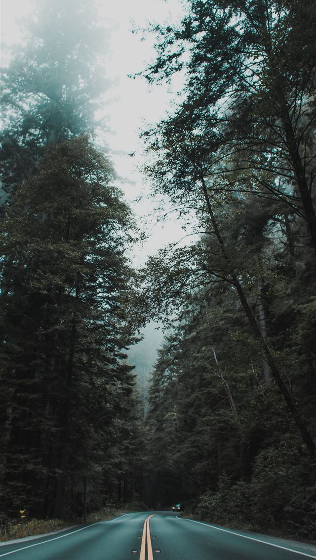 1284x2778 empty asphalt road between inline trees - road iPhone Wallpaper