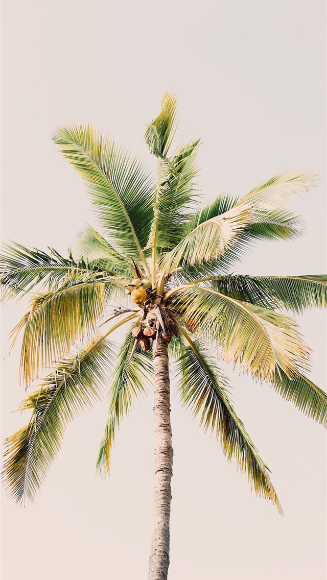 1284x2778 green coconut tree at daytime - cuba iPhone Wallpaper