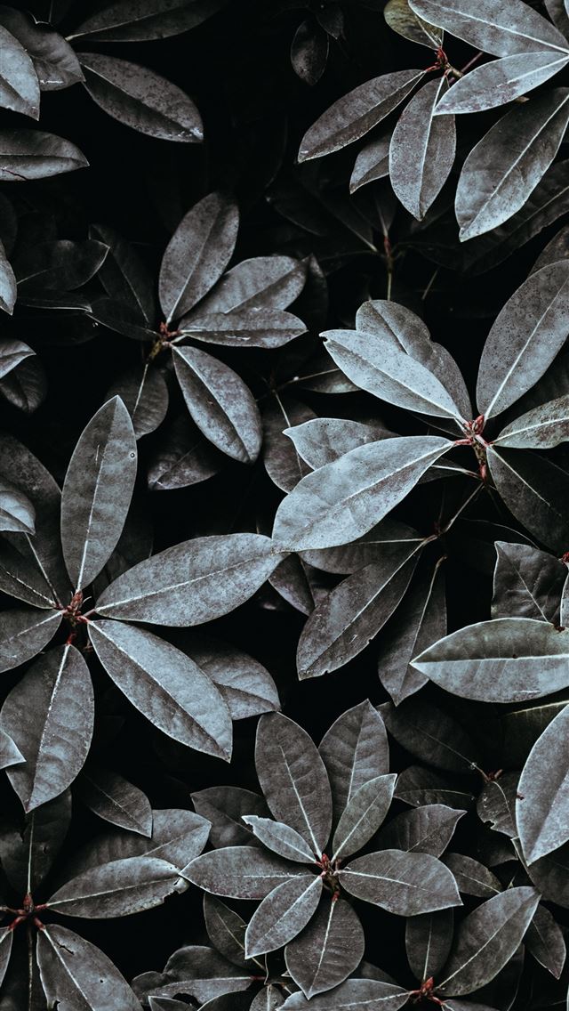 1284x2778 grayscale photo of leaves - plant iPhone Wallpaper