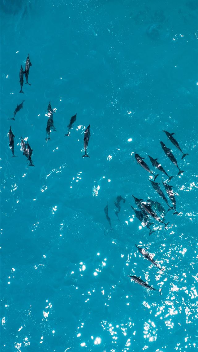 1284x2778 aerial photography of black dolphins - beautiful iPhone Wallpaper