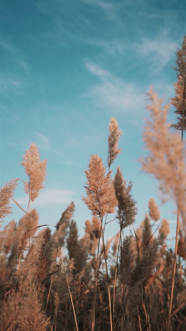 640x1136 brown leafed plant field during day -  iPhone Wallpaper