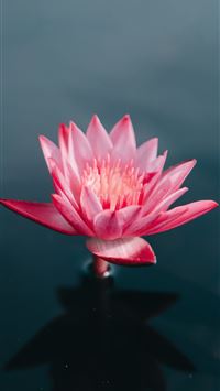 pink flowers on body of water wallpaper