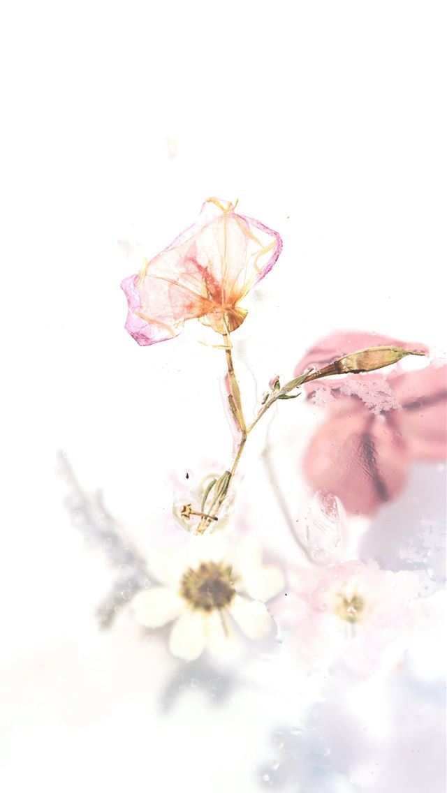 1284x2778 pink flowers painting -  iphone 13 Wallpaper