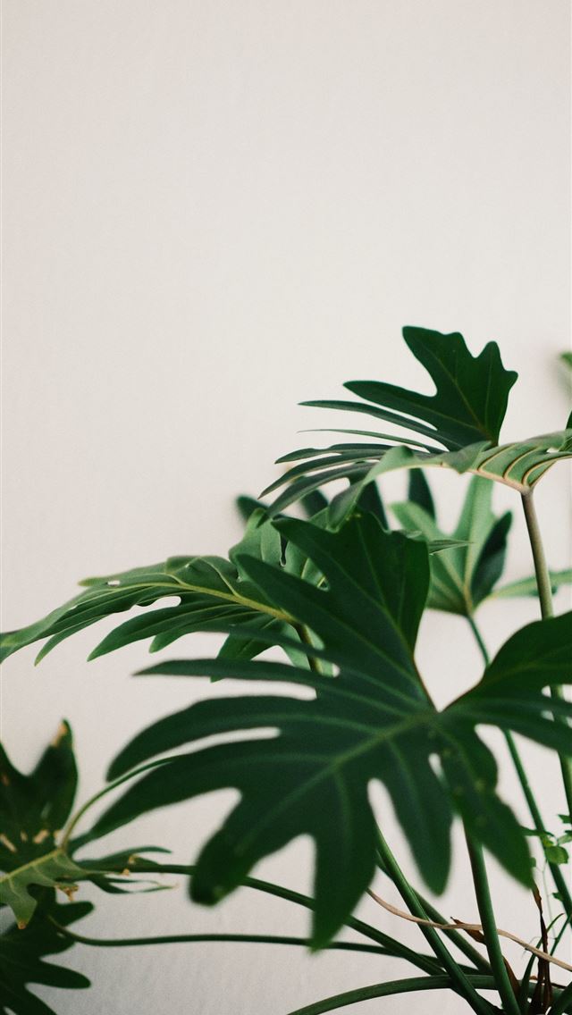 1284x2778 green leaf plant -  iphone 13 Wallpaper