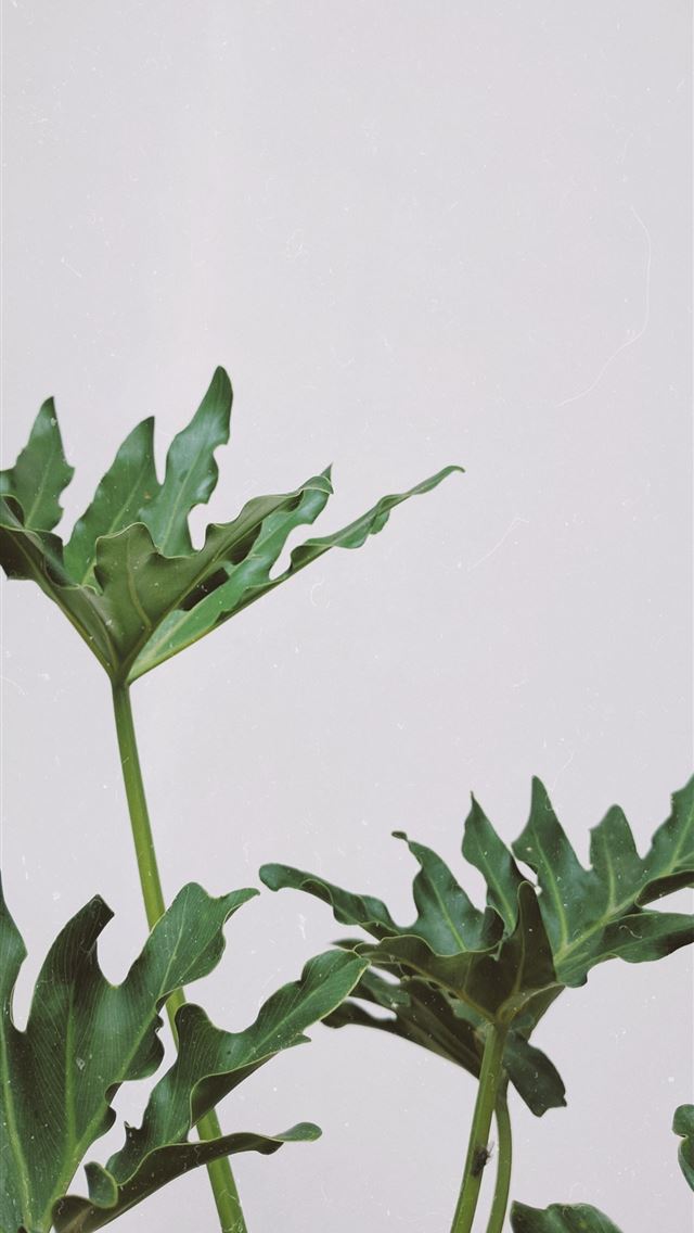 1284x2778 green plants with white background - indonesia iPhone Wallpaper