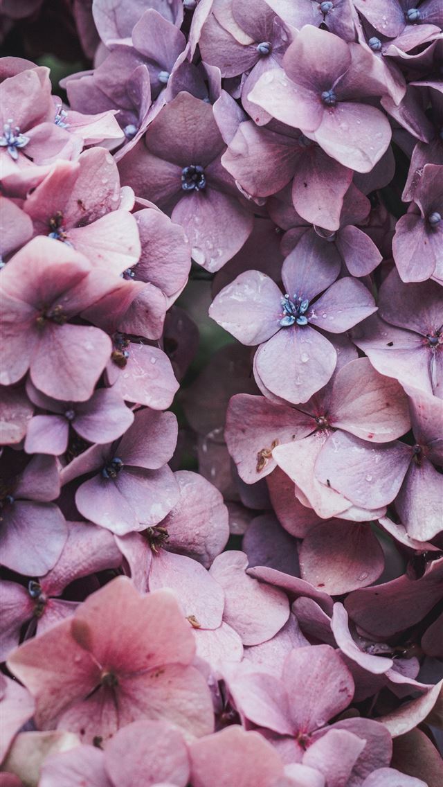 1284x2778 pink flowers - pink iPhone Wallpaper