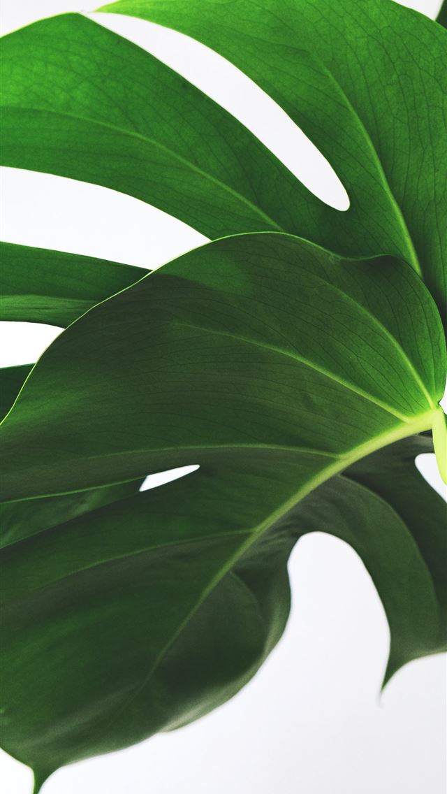 1284x2778 green leaves on white background - leaf iPhone Wallpaper