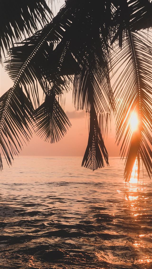 1284x2778 palm tree near body of water during sunset -  iphone 13 Wallpaper