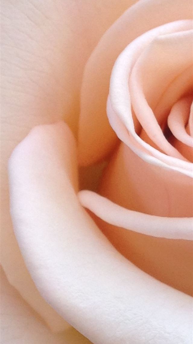 1284x2778 white rose flower - pink iPhone Wallpaper