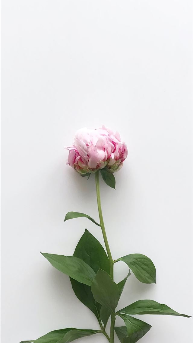 1284x2778 pink petaled flower - pink iPhone Wallpaper