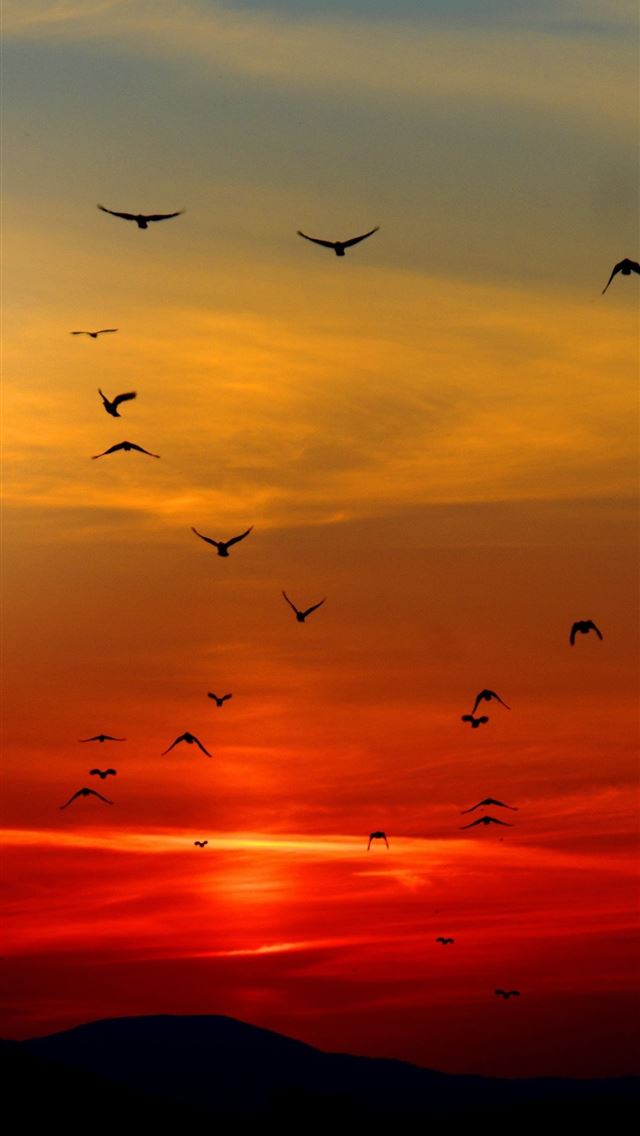 1284x2778 mountains birds silhouette sunset dusk dawn 5k - nature iPhone Wallpaper