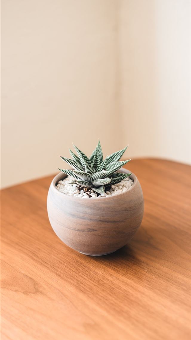 1284x2778 potted green plant inside room - stone iPhone Wallpaper