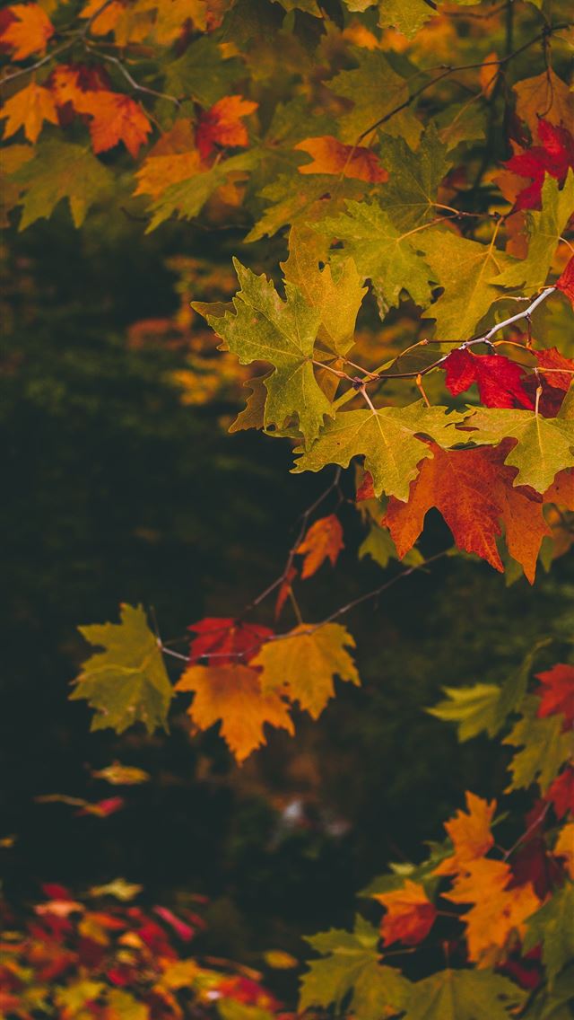 1284x2778 close up photo of maple tree - fall iPhone Wallpaper