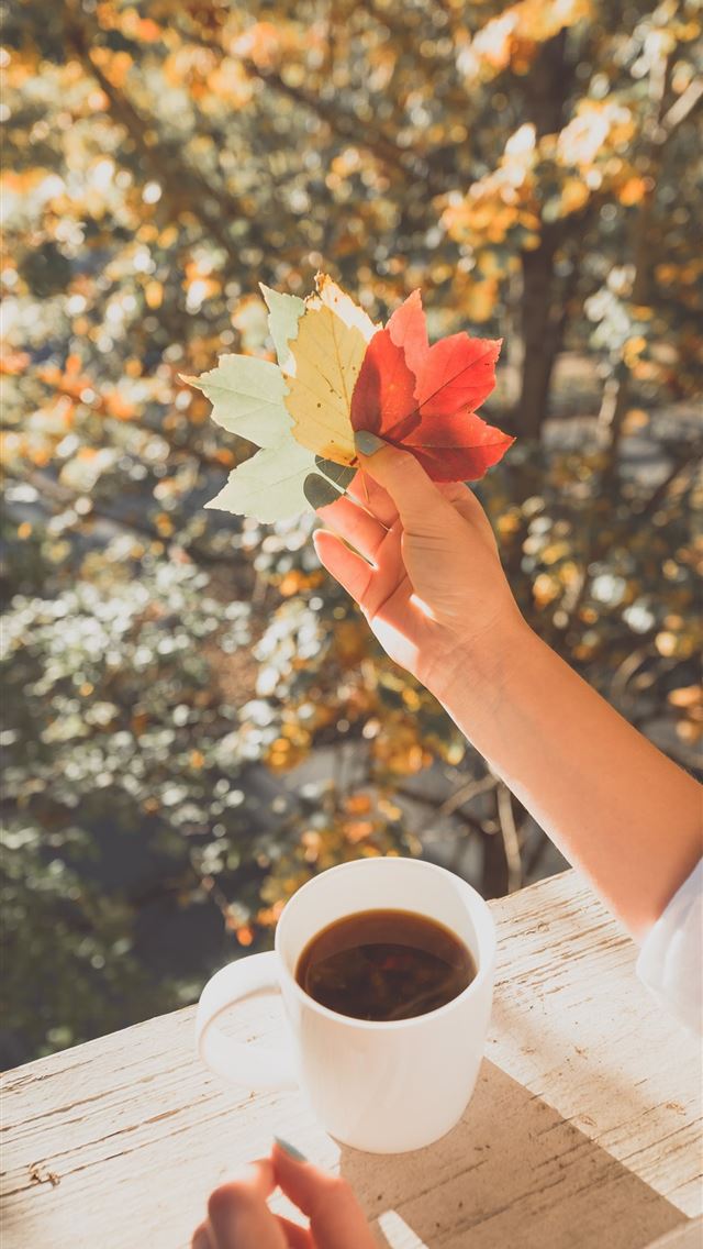 1284x2778 person holding maple leaf near coffee cup - charlotte iPhone Wallpaper