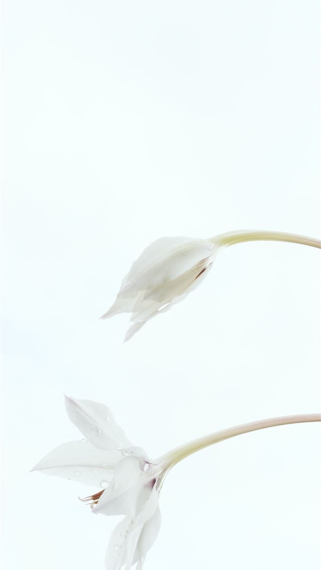 1284x2778 white petal flower on white backgrond - grey iPhone Wallpaper