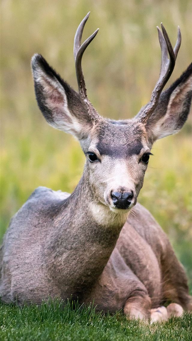 1284x2778 selective focus of brown deer lying on green grass... - deer iPhone Wallpaper