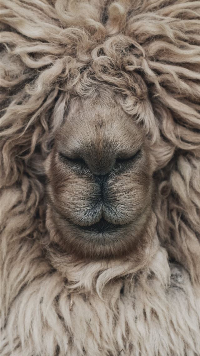 1284x2778 brown lion in close up photography - funny iPhone Wallpaper