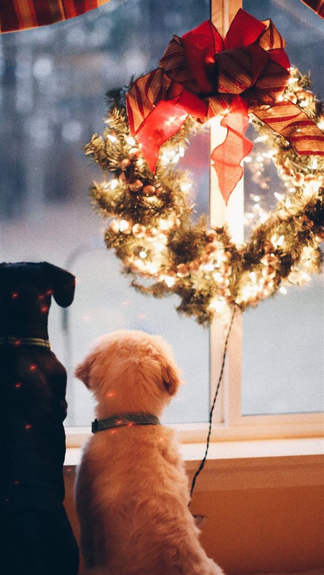 1284x2778 two black and white dogs near lighted wreath - holiday iPhone Wallpaper